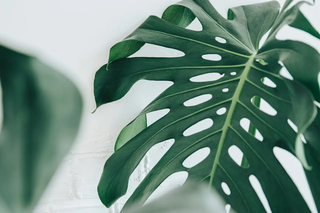Palm